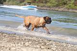 BULLMASTIFF 060